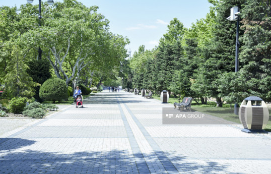 Standards for providing greening in Baku per capita determined