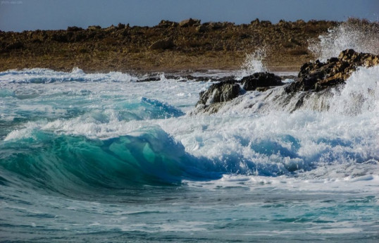 Joint monitoring of biological resources will be carried out in the Azerbaijani sector of the Caspian Sea