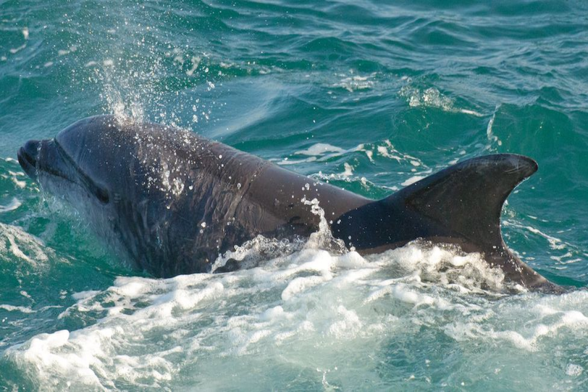 France bans fishing in Biscay to protect dolphins