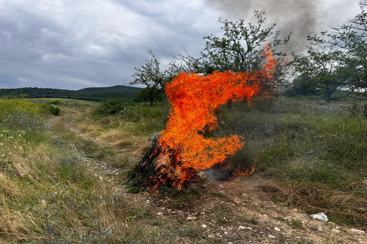 Azerbaijani police burn more than 1 ton of hemp plants in Khojavand