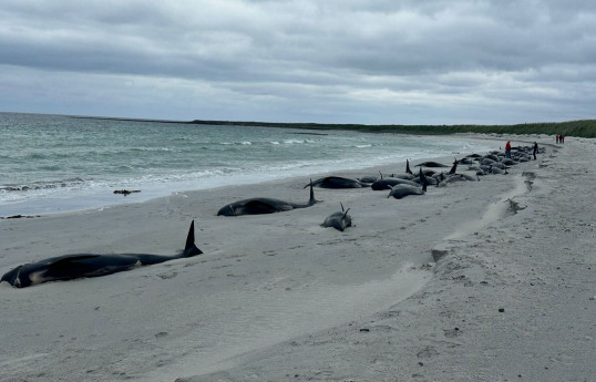 At least 65 pilot whales die in Scottish mass stranding