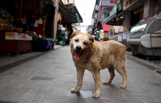 Türkiye passes law to get stray dogs off the streets and into shelters