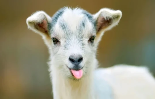Greece imposes restrictions to tackle 'goat plague'