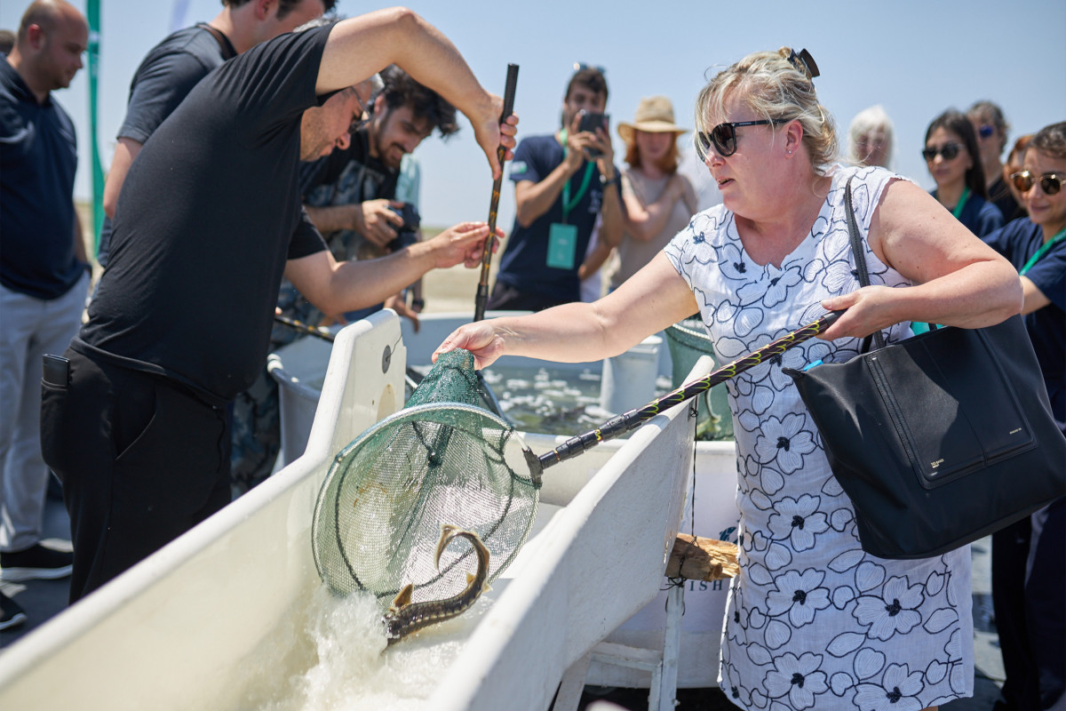 5,000 sturgeons were released into the Caspian Sea as part of the CANSO event-PHOTO 