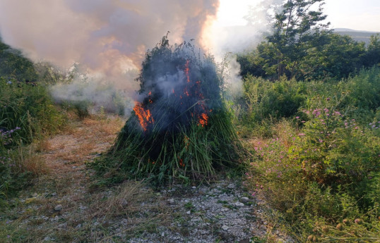 Azerbaijani police destroy a ton of wild hemp plants in Khojaly -PHOTO 