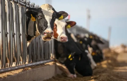 Bird flu outbreak at U.S. dairy farms cause public health concerns