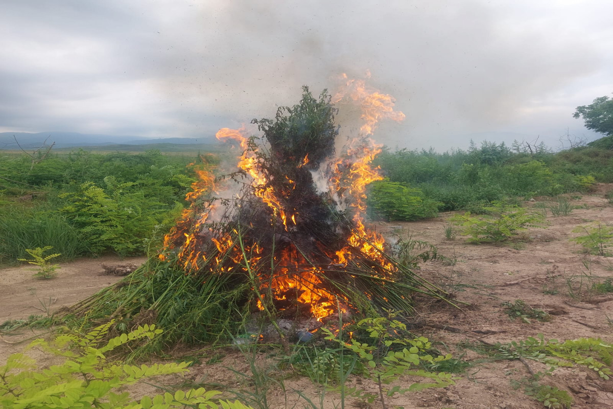 Azerbaijani police destroy 3958 kg of wild hemp plants in Khojaly