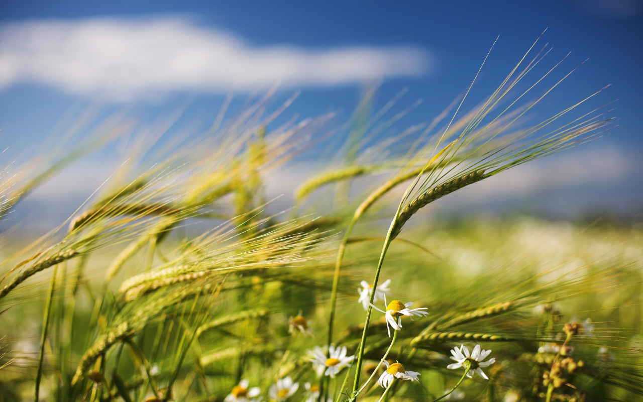 Azerbaijan celebrates Wind Tuesday of Novruz Holiday - Vimarsana News