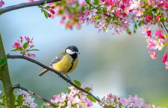Spring comes to Azerbaijan