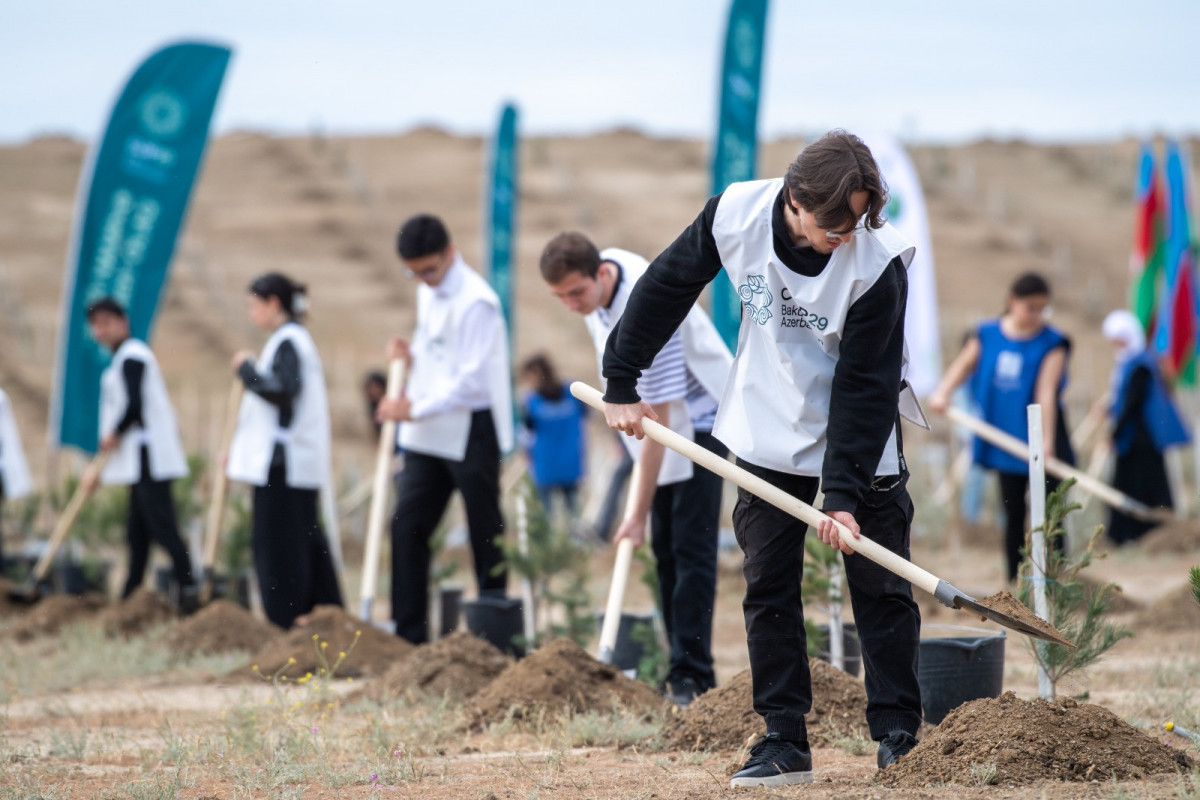 Initiative gathers momentum ahead of COP29: Azerbaijan hosts mass tree-planting event and flashmob