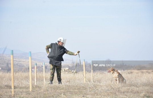 Azerbaijan's ANAMA finds 35 landmines in liberated territories