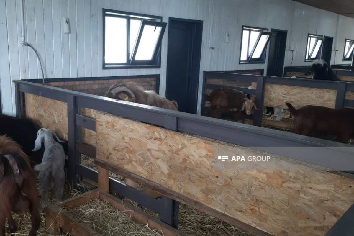 Members of diplomatic corps and military attachés visit Livestock Breeding Center in Azerbaijan's Lachin-PHOTO 