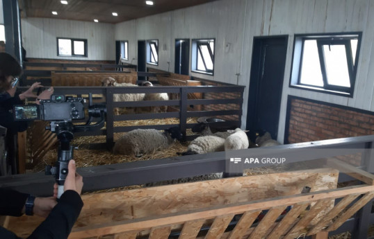 Members of diplomatic corps and military attachés visit Livestock Breeding Center in Azerbaijan's Lachin-PHOTO 
