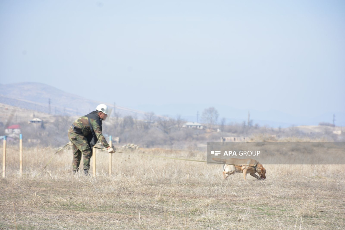 Chairman of ANAMA speaks about demining works in liberated villages of Gazakh - Vimarsana News