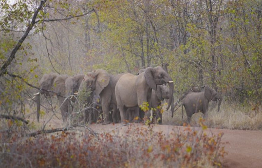 Amid food insecurity Zimbabwe orders culling of 200 elephants for food