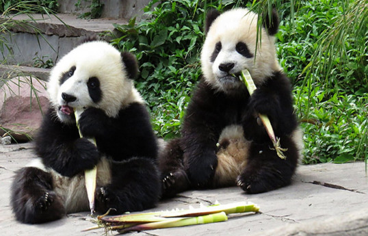 Finnish zoo to send giant pandas back to China amid financial struggles
