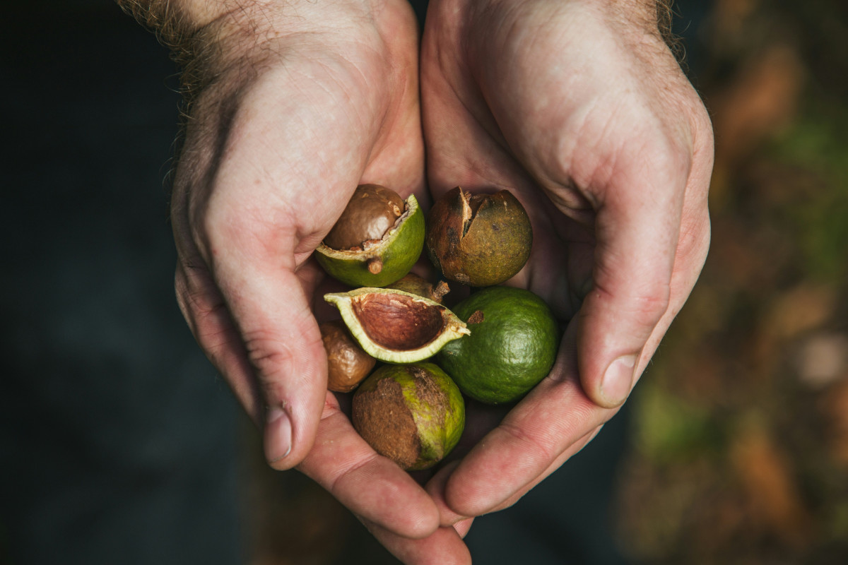 China, Zambia ink macadamia nut export deal