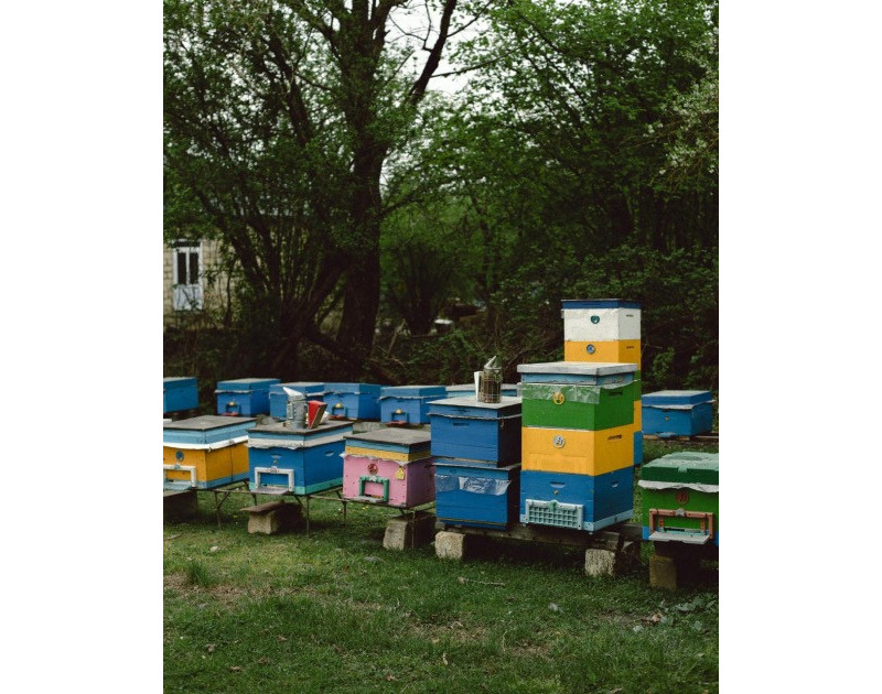 Leyla Aliyeva and Arzu Aliyeva meet participants of “Young beekeeper" project in Gabala