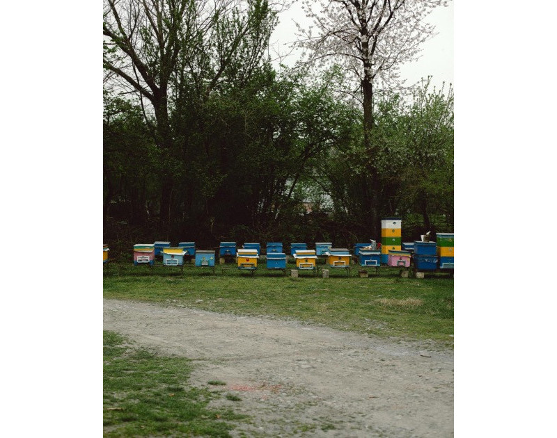 Leyla Aliyeva and Arzu Aliyeva meet participants of “Young beekeeper" project in Gabala