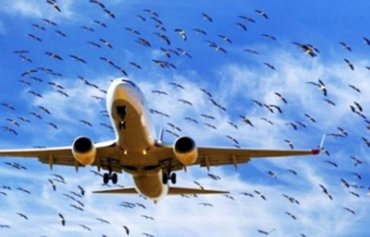 Azerbaijan will fine those who set up facilities that gather birds dangerous to aircraft up to AZN 10,000