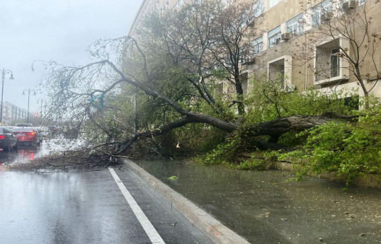 Strong wind and rain knock down 55 trees in Baku -PHOTO 