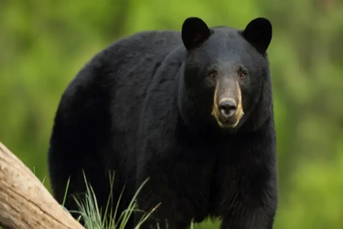 Bear attacks woman outside Japan disabled home