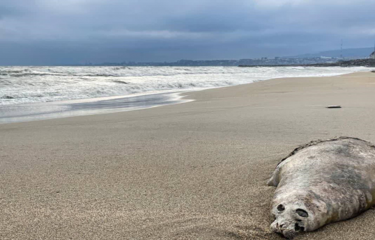 Over 320 dead seals found on Caspian Sea coast in Dagestan