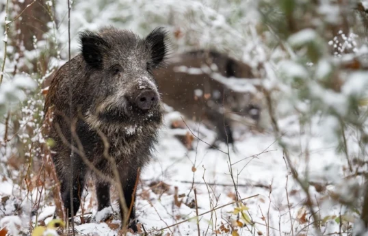 Boar carcass infected with  African swine fever found in Poland, sabotage not ruled out