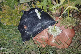Azerbaijan SBS discovers large amount of drugs on border with Iran