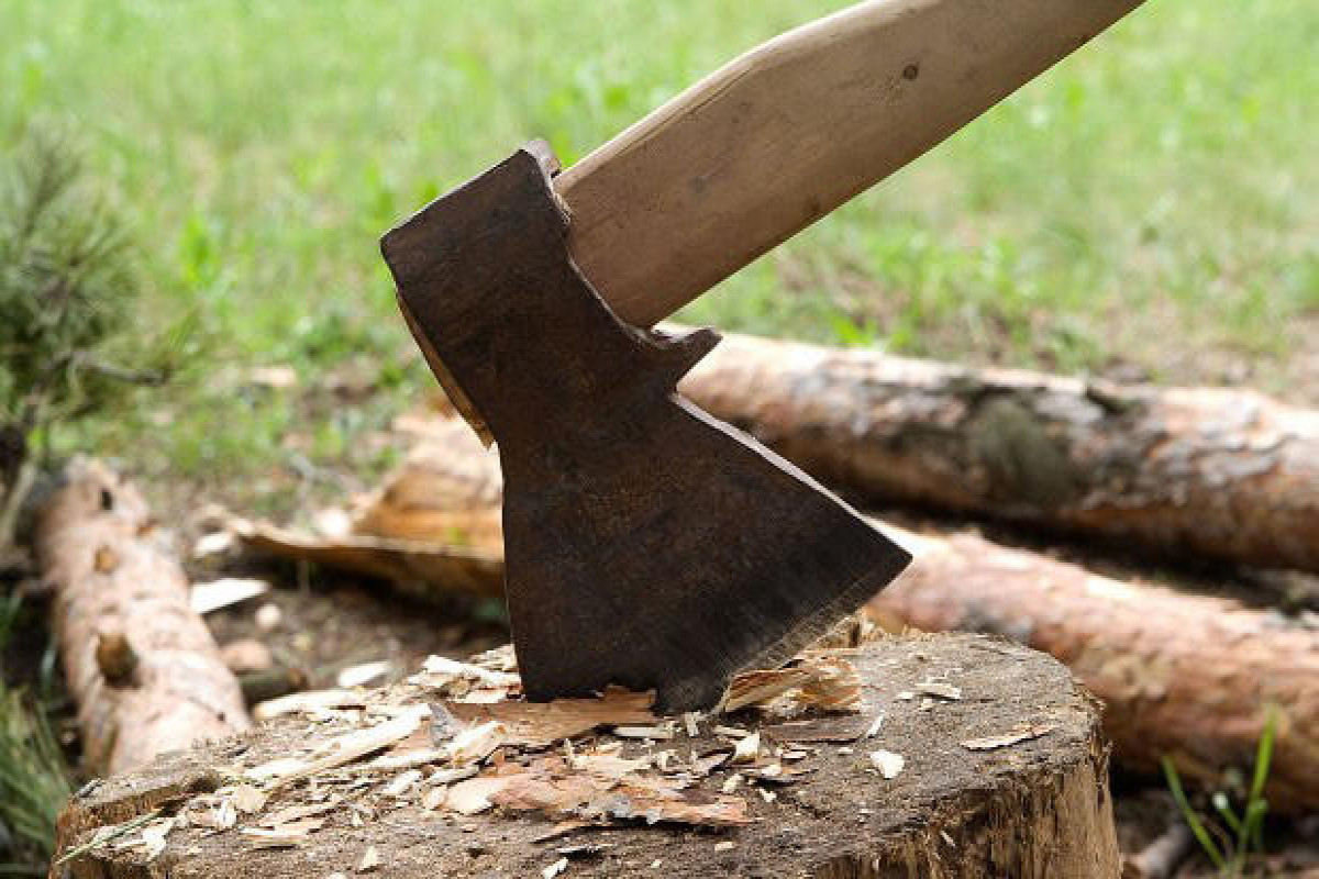Azerbaijan detects illegal tree-cutting cases causing 381,000 AZN in damage