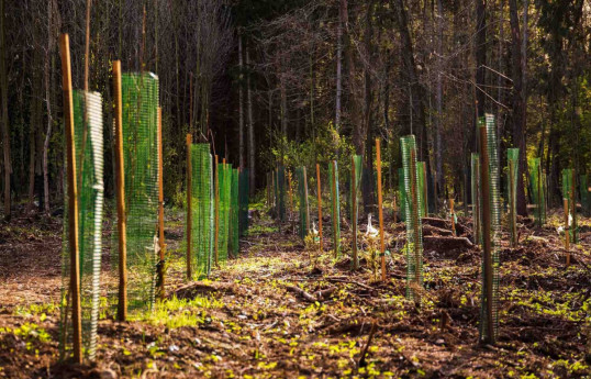 Türkiye spends TL 250 mln. on forest fund project in Garabagh