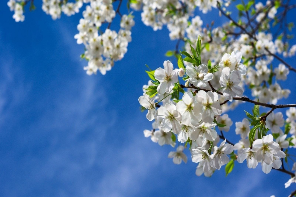 Spring season begins in Azerbaijan