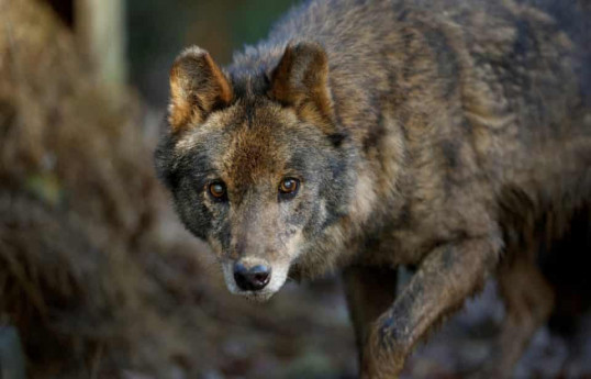 Spanish parliament vote on cutting food waste will end ban on wolf hunting