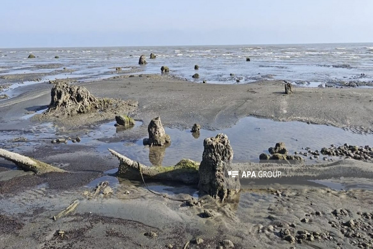 Ancient oak forest remnants emerge in Lankaran as Caspian Sea recedes -PHOTO 