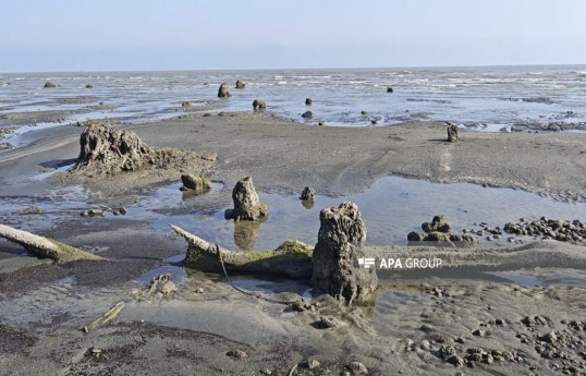 Ancient oak forest remnants emerge in Lankaran as Caspian Sea recedes -PHOTO 