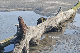 Ancient oak forest remnants emerge in Lankaran as Caspian Sea recedes -PHOTO 