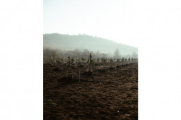 Leyla Aliyeva, Arzu Aliyeva, and Alena Aliyeva participate in ecological actions in Lankaran