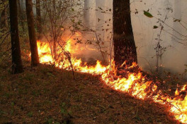 Forest fire breaks out in Georgia, three helicopters involved in response