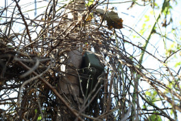 Controlled fragmentation MON-50 booby trap mine was discovered in Khojavand-PHOTO 