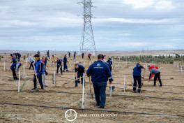 Baku Steel Company strengthens its contribution to environmental protection: about 3,000 trees planted -PHOTO 