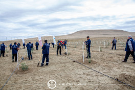 Baku Steel Company strengthens its contribution to environmental protection: about 3,000 trees planted -PHOTO 