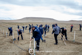 Baku Steel Company strengthens its contribution to environmental protection: about 3,000 trees planted -PHOTO 