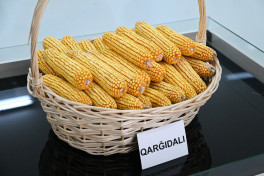 President Ilham Aliyev visited seed processing facility in Sabirabad Industrial District