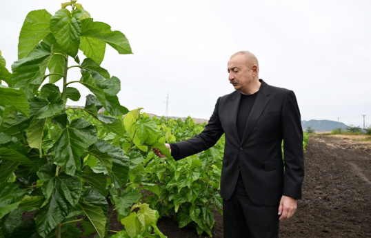 President Ilham Aliyev visits mulberry orchard in Dashbulaq village of Khojaly
