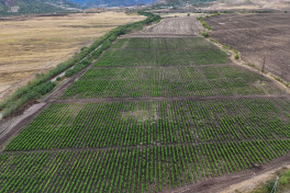 President Ilham Aliyev inspected work at mulberry orchard in Dashbulag village of Khojaly