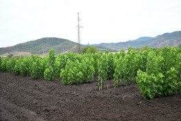 President Ilham Aliyev inspected work at mulberry orchard in Dashbulag village of Khojaly