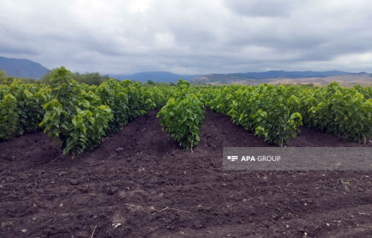 130,000 mulberry seedlings planted in Khojaly district as part of silk production project -PHOTO 