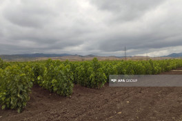 130,000 mulberry seedlings planted in Khojaly district as part of silk production project -PHOTO 