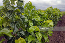 130,000 mulberry seedlings planted in Khojaly district as part of silk production project -PHOTO 