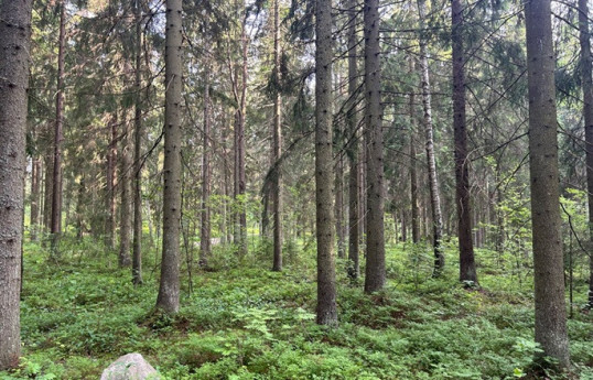 Finland, Sweden press EU for flexibility on land-use, forestry targets